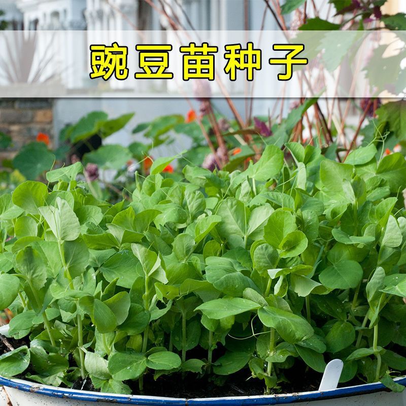 Pea seeds, pea seedlings, pointed dragon beard vegetable sp