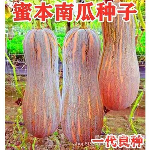Honey Ben High quality Vegetables, Melons, Fruits, Old Hone