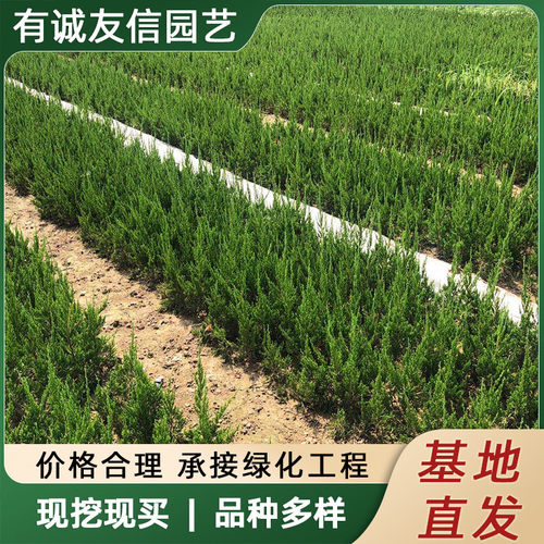 Treesaplinglandscapingproj