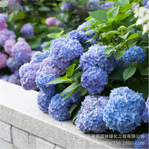 EightImmortalFlowerSeedlin