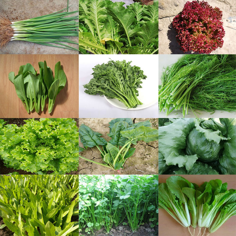 Vegetable seeds, seasonal balcony, farmhouse courtyard, pot