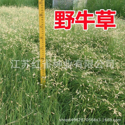 Imported turf grass, wild cowgrass, cold and drought resist