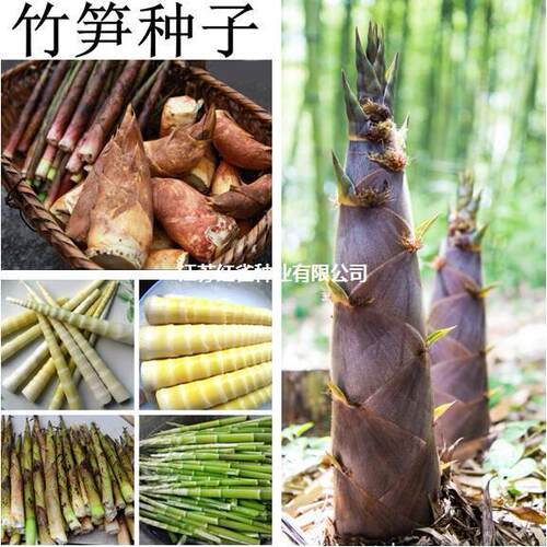 Spring bamboo shoots, winter bamboo shoots, small big hair