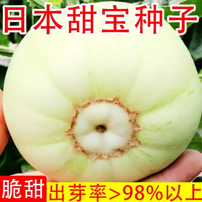 Japanese Sweet Treasure Melon Seed Extra Large White Skin M
