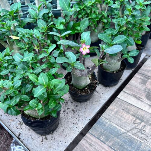 Flowerseedlingpotwithflow