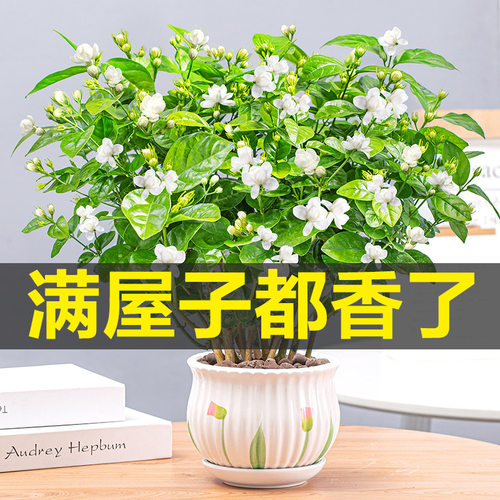 Newjasmineflowerpotwithfl