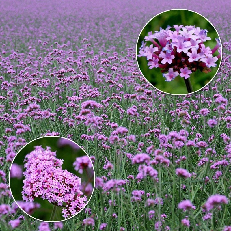 Willow leaf whip grass seeds sown in spring and autumn, per