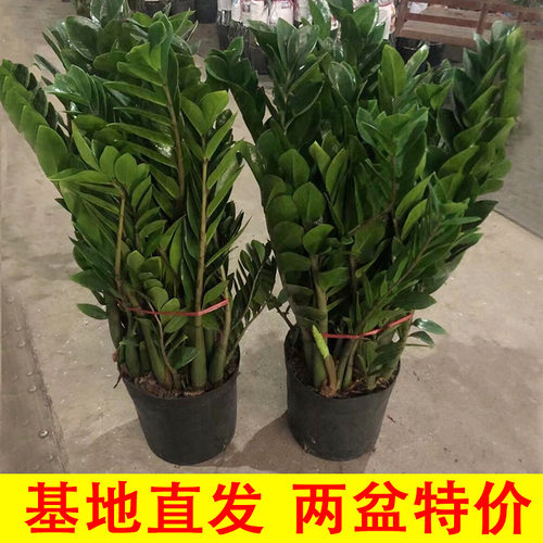 Largepotmoneytreepotindo