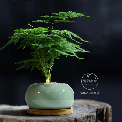 Creative gifts for indoor plants in the office, including b