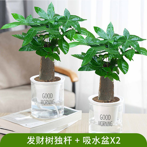 MoneyTreeSmallPotIndoorG
