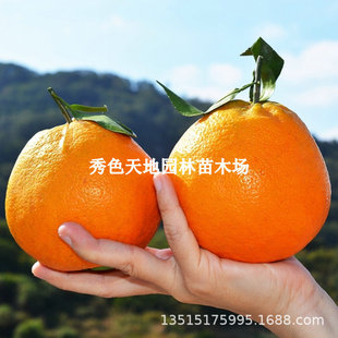 New style Baba orange seedlings, Sichuan fruit tree seedlin