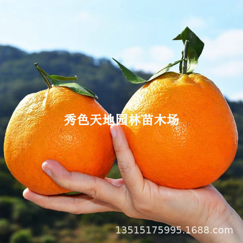 NewstyleBabaorangeseedlin