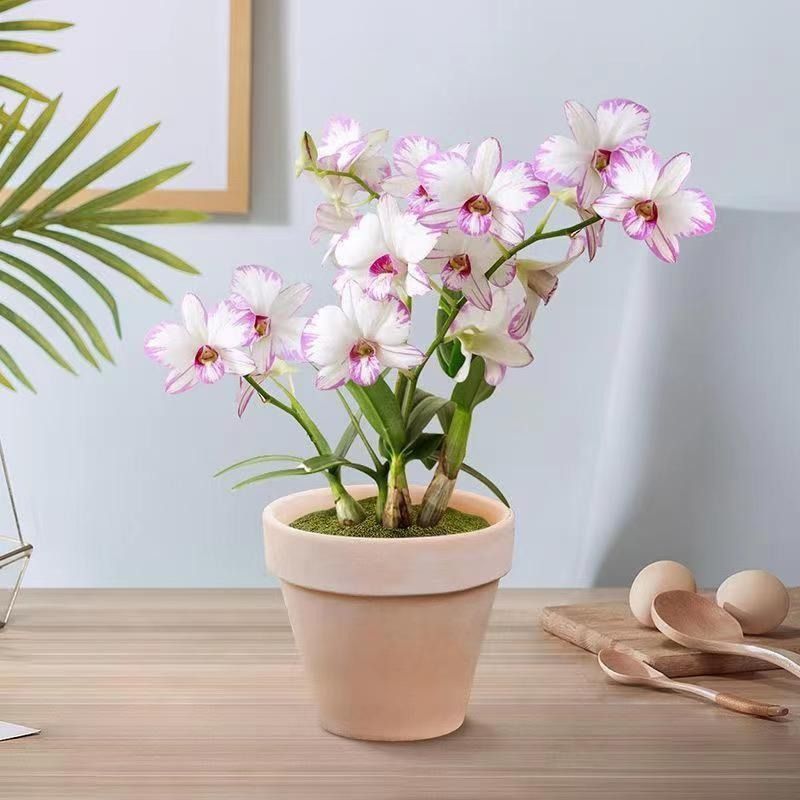 Red splashed ink dendrobium flowering special fragrance ind