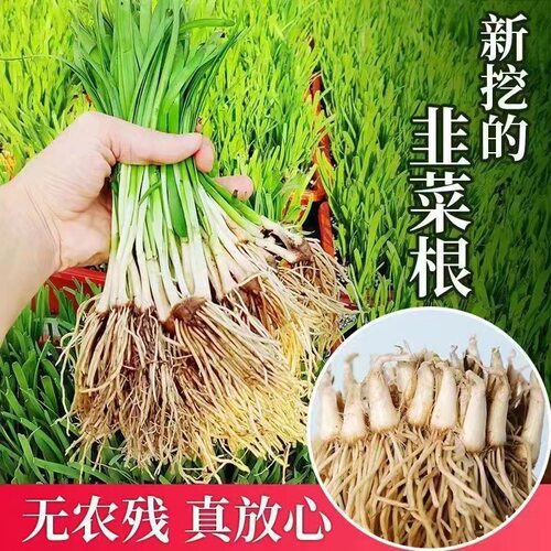 Rootseedlingsdugonthebal