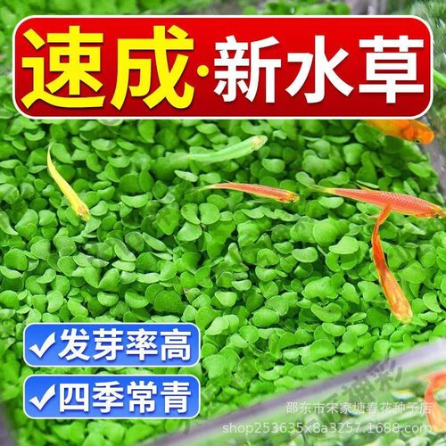速生水草种子水草泥陶粒生态景观