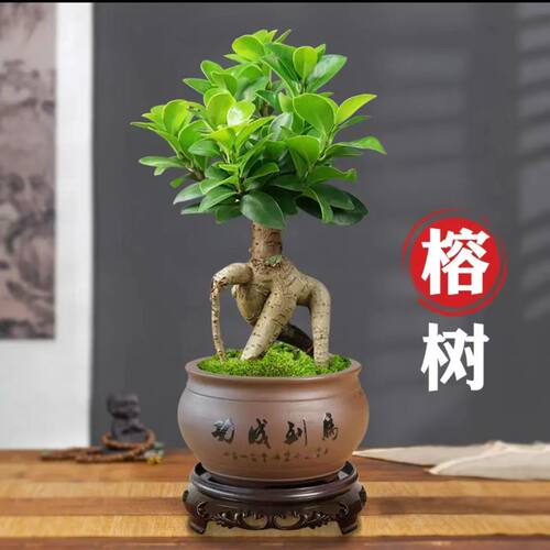 GinsengFicusSmallLeafFicu