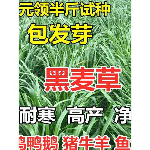 Imported cold resistant broad leaf grass, raw ryegrass, chi