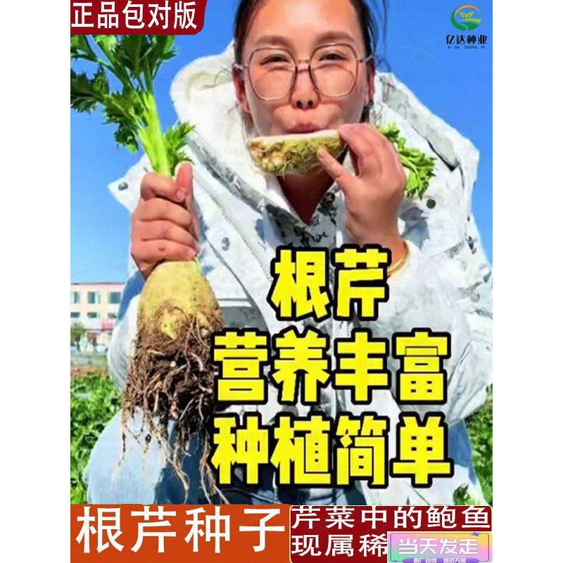 Imported celery seeds, Mediterranean celery roots, vegetabl