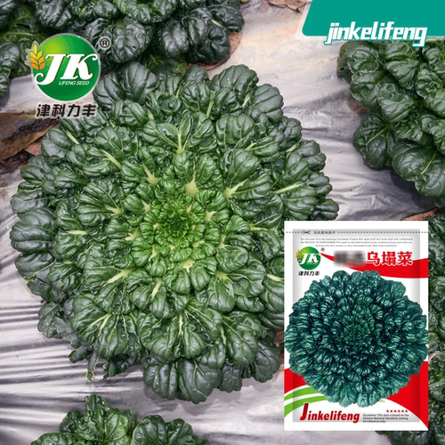 New Wuta vegetable cold resistant small vegetable small eig