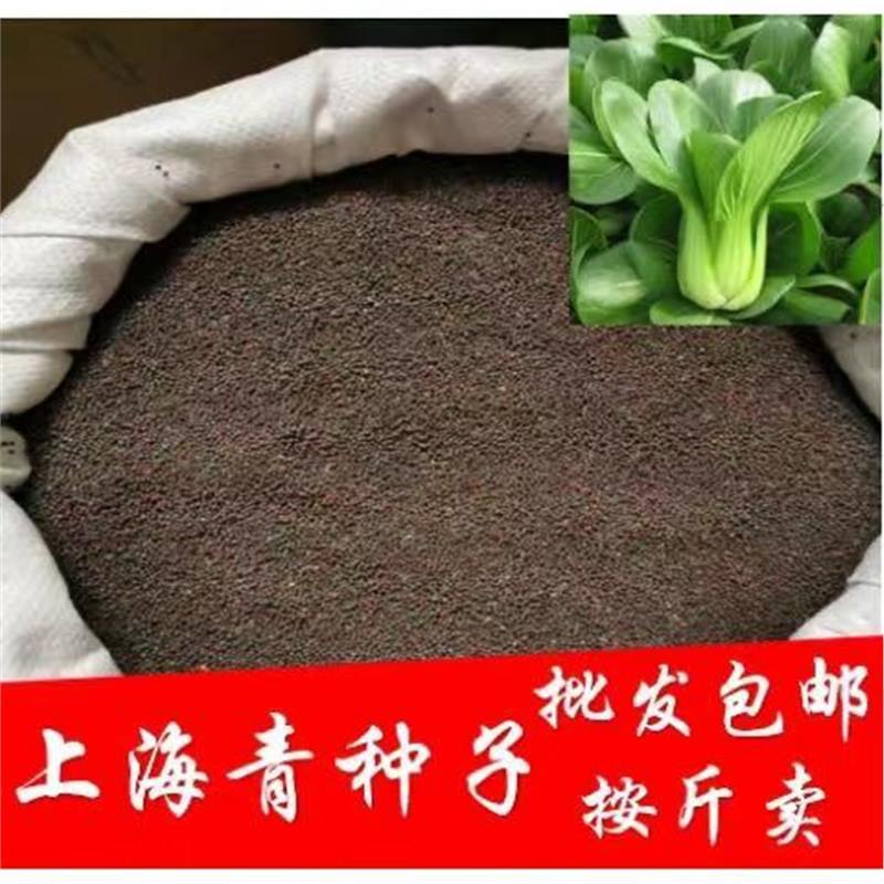 Shanghai green oil vegetable bulk seeds can be planted in a