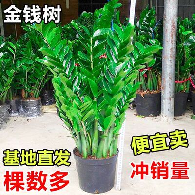 Moneytreepotgoodindoorpl