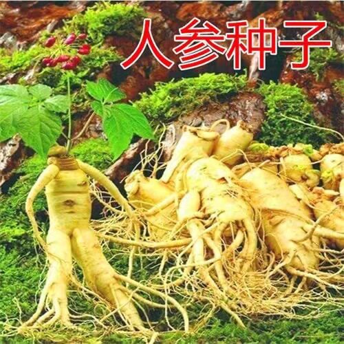 Wild Mountain Ginseng Balcony Pot Changbai Mountain Ginseng