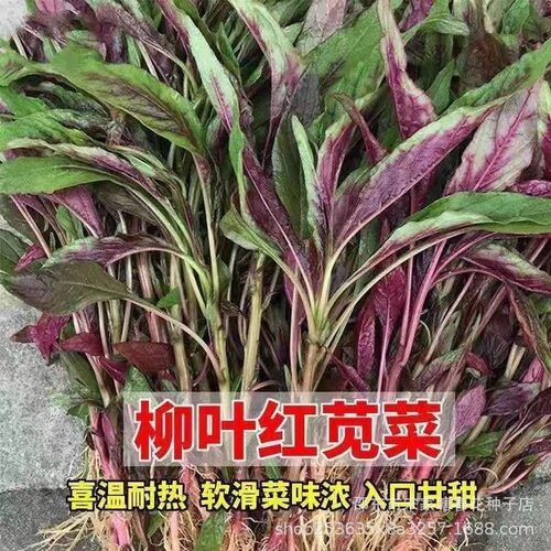 Willow leaves, red amaranth, fine leaves, sweat, Han vegeta