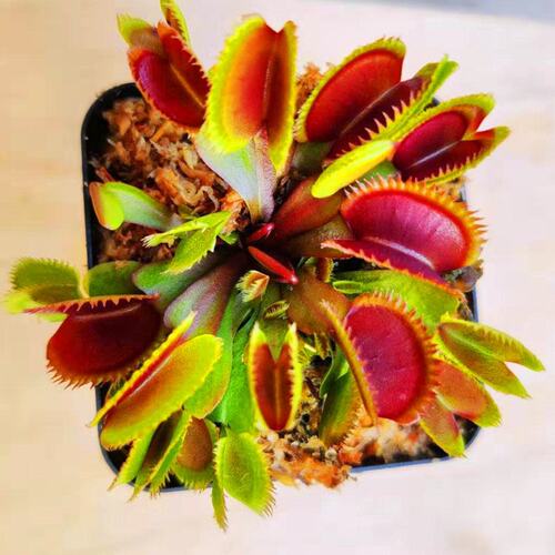 FlycatcherPitcherPlantMan