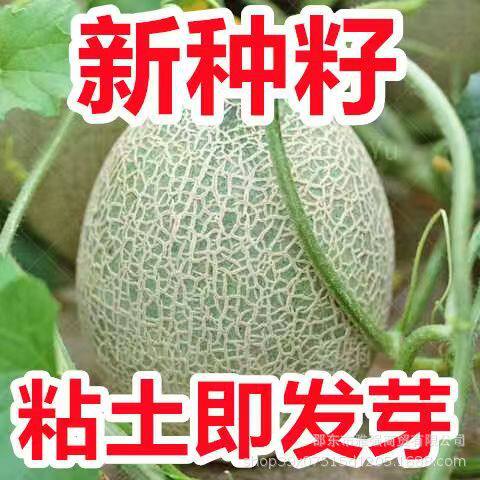New Milk Hami Melon Sweet Melon Sweet Winter Southern Veget