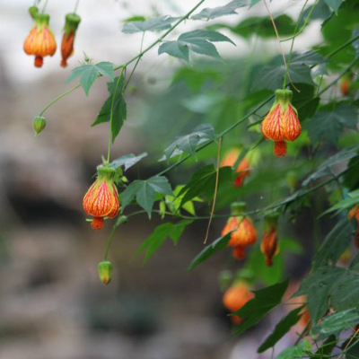 Woody lantern flower seedlings, wind chimes, hibiscus flowe