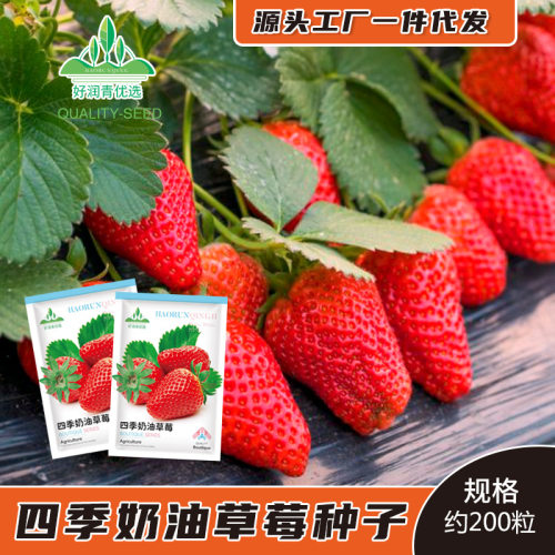 Cream Red Fruit Strawberry Indoor Balcony Pot Spring/Summer