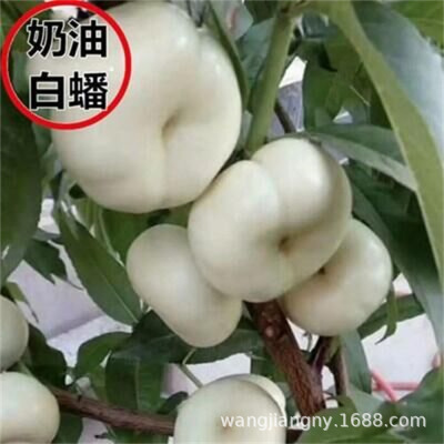 New variety of creamy white peach seedlings grafted with wh