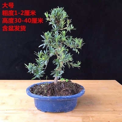 Black Pine Bonsai Real Pine Bonsai Modeling Pine Seedling G