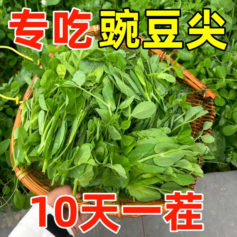 Sweet pea seedlings, pointed sprouts, dragon beard peas, se