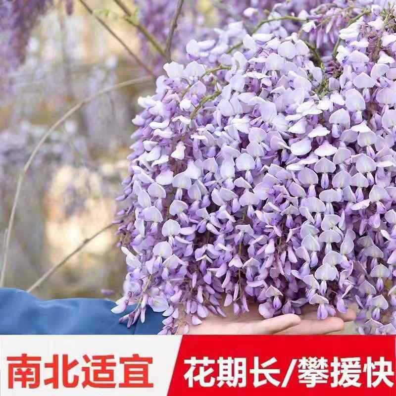 Buy a Four Wisteria Tree Seedling Climbing Vine Plant Long - 实物图