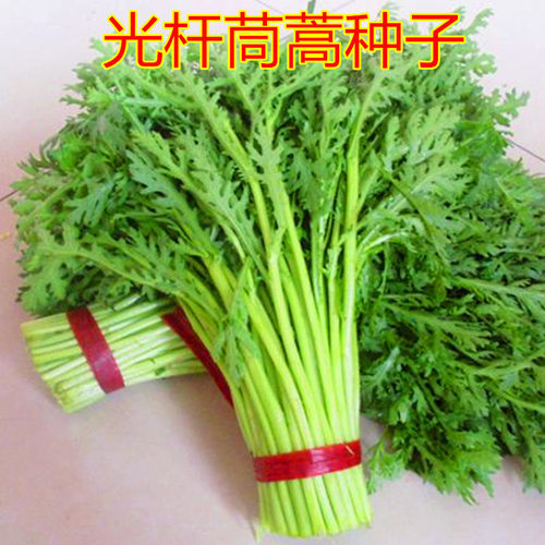 Light stem chrysanthemum grows quickly, with less fiber, fr
