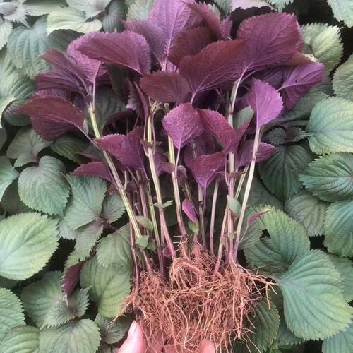 This year's new Perilla Chinese medicinal edible material,