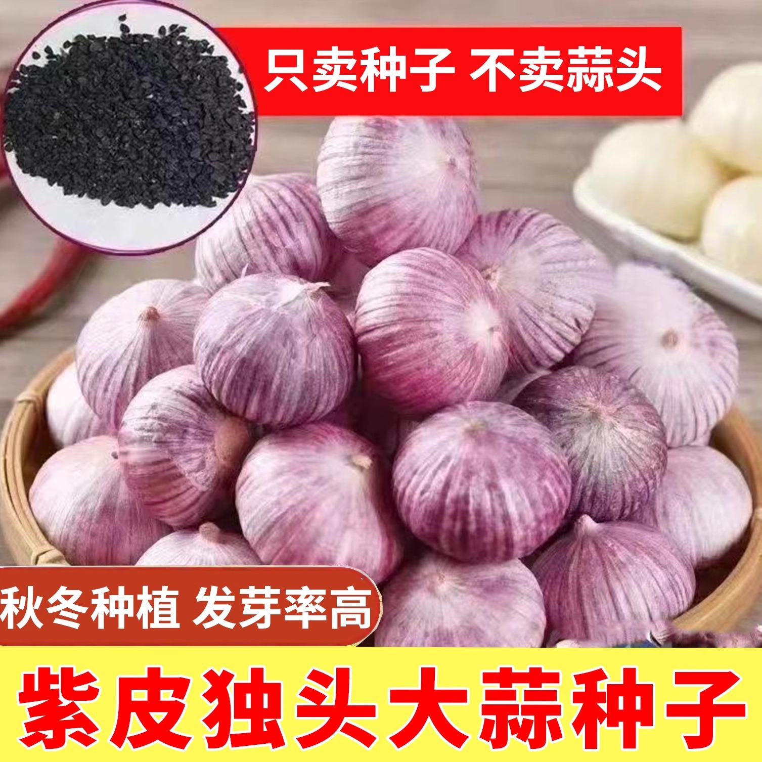 Purple skinned single headed garlic seeds, farm garlic seed
