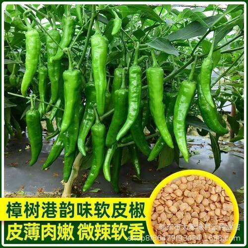 正宗樟树港辣椒种子优质小辣椒种