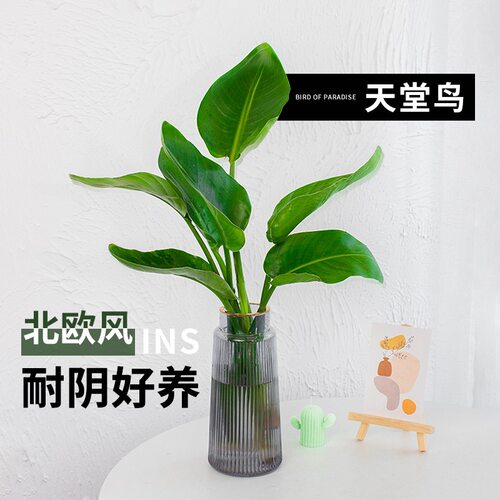Plantslargegreenplantspot