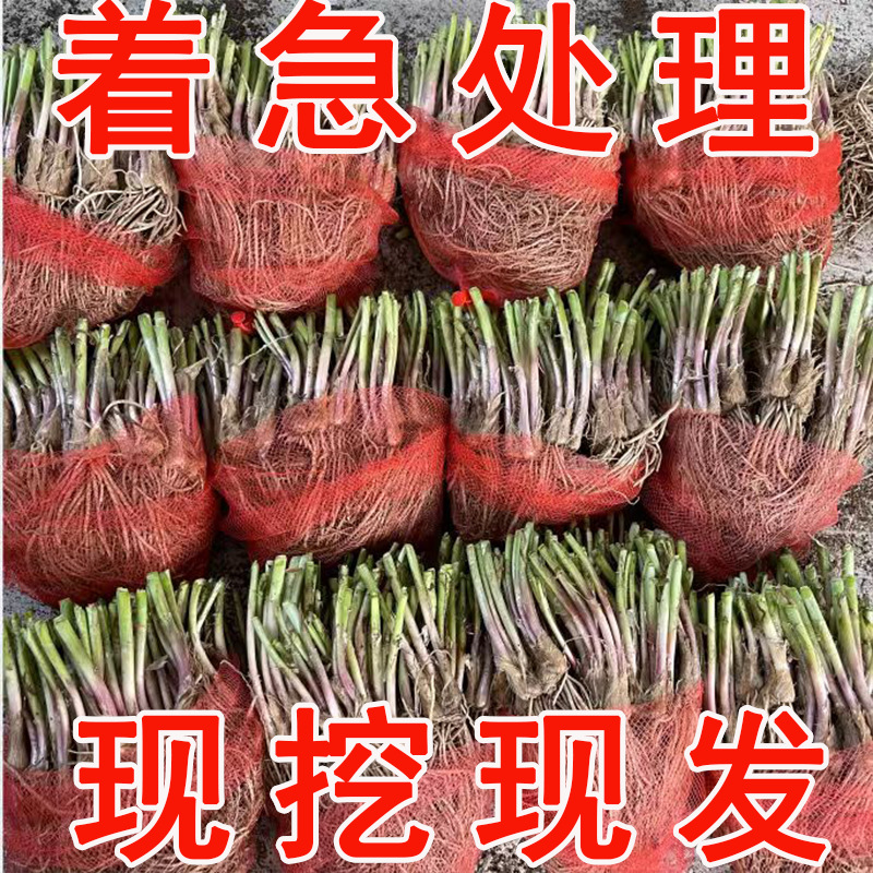 Leek root seedlings, purple roots, red roots, balcony potte