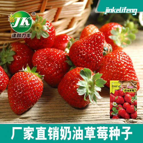 Direct supply of cream strawberries, indoor balcony basin,