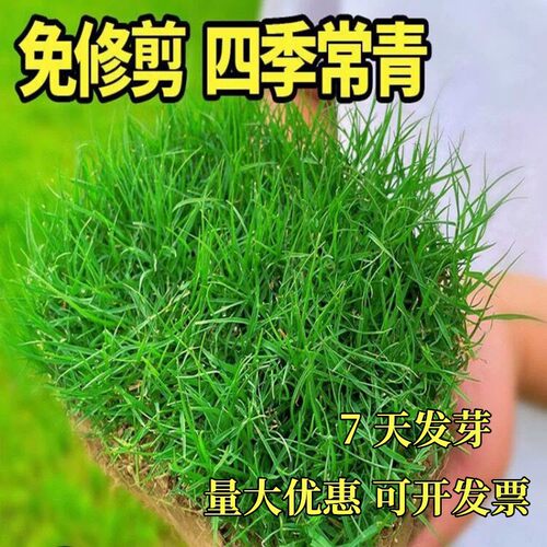 Lawn grass slope protection, drought resistant dogtooth roo