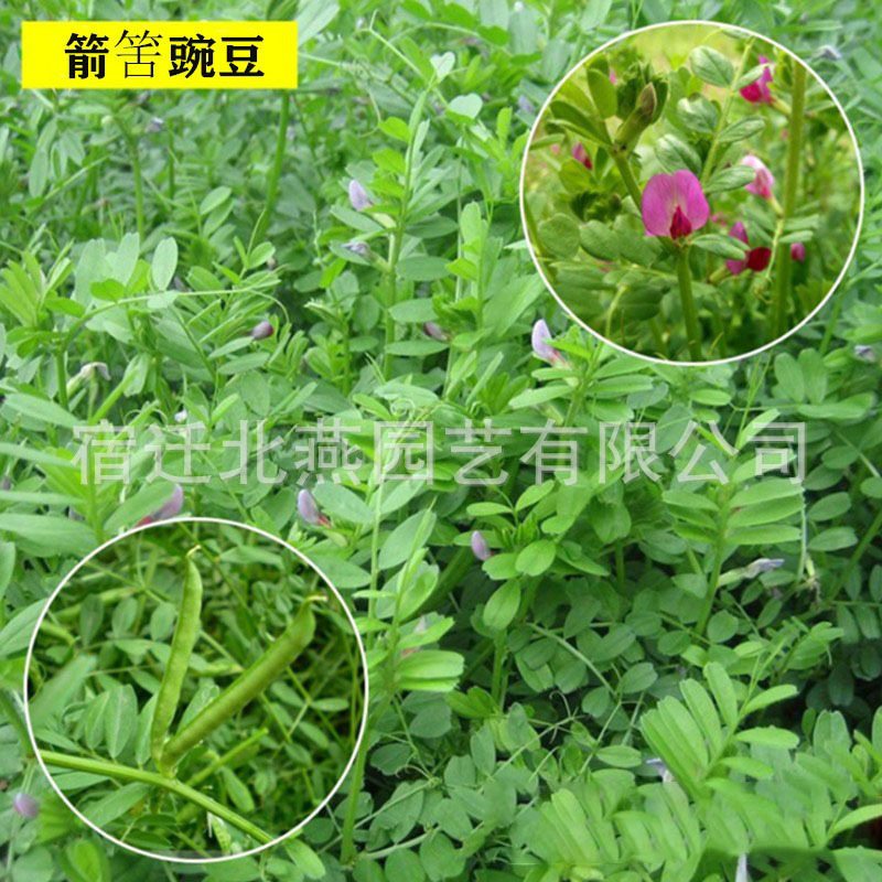 Arrow tongue peas, wild peas, seeds, fruit trees, green man