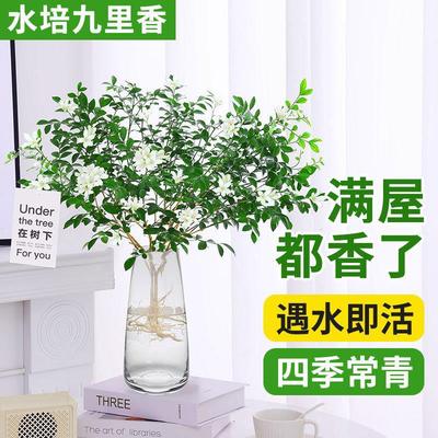 The potted and concentrated perfume of myrtle is good for c