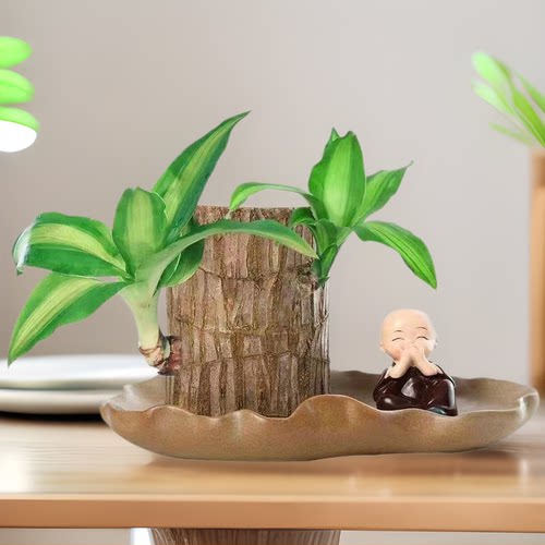 BasimuWaterLuckyWoodGroot