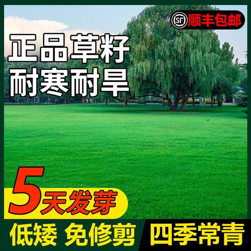 Lawn Grass Slope Protection Dogtooth Root Manila Carpet Str