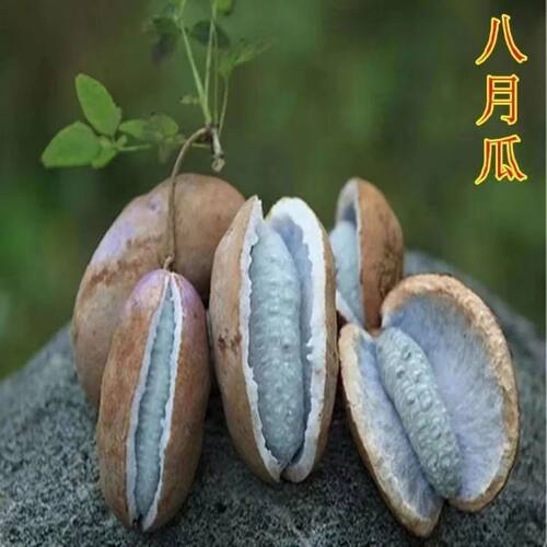 New Wild Melon Purple Fruit Melon Tree Climbing Vine Plant