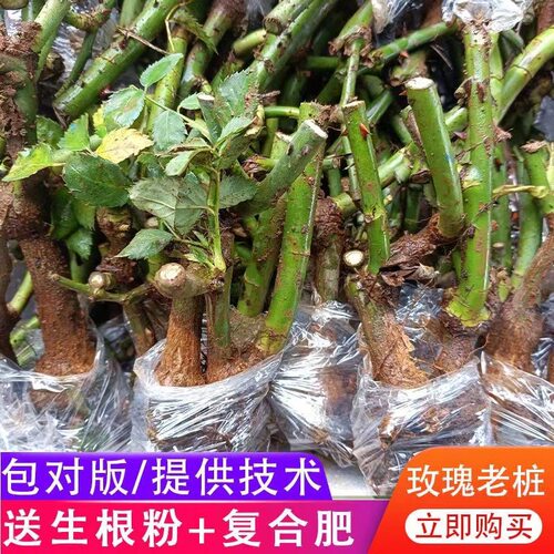 OldPileFlowerSeedlingsInd
