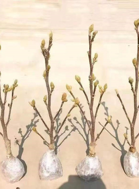 Jade flowers with flower buds, saplings, outdoor courtyard